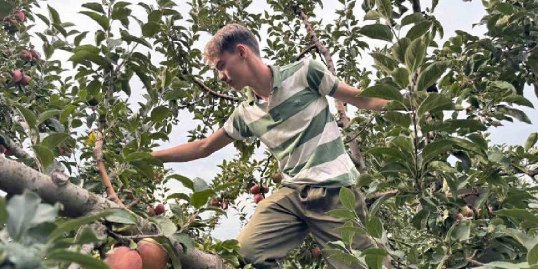 Bu ürün üreticisini güldürüyor, herkes görüyor! Kuraklık onları etkilemiyor verim coşuyor: Fiyatı bu yıl yükseliyor 2